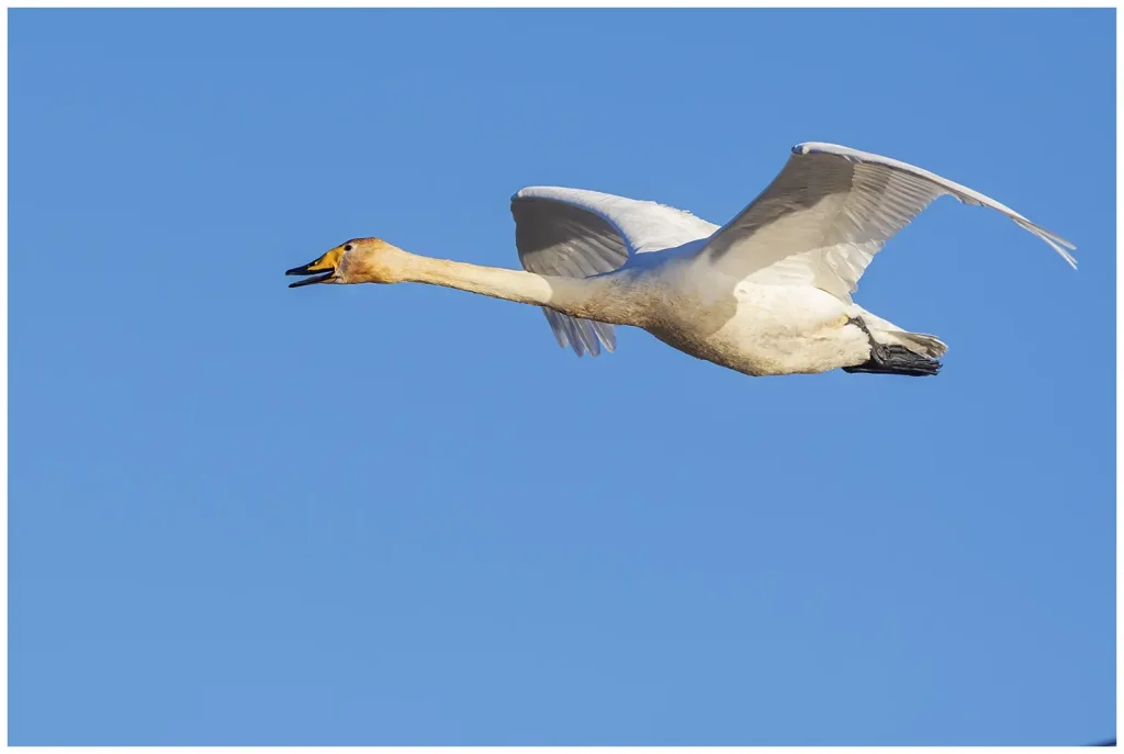 Sångsvan - Whooper Swan - slyger åt vänster i bild med öppen näbb och blå himmel