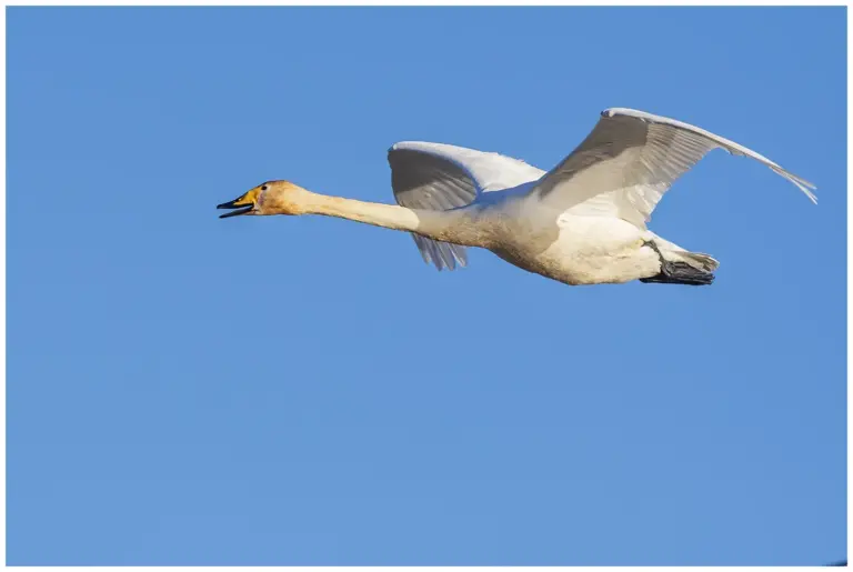 sångsvan - (whooper swan) - flygande