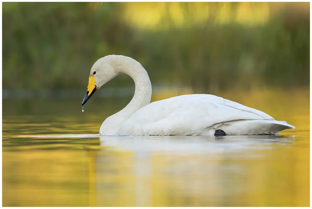Sångsvan - Whooper Swan - en damm i morgonljus som färgar vattnet gult
