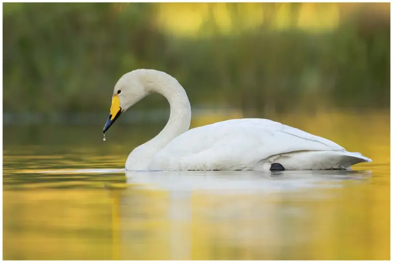 sångsvan - (whooper swan)