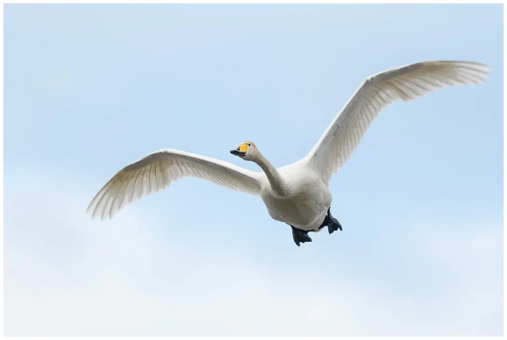 Sångsvan - Whooper Swan - som flyger mot kameran