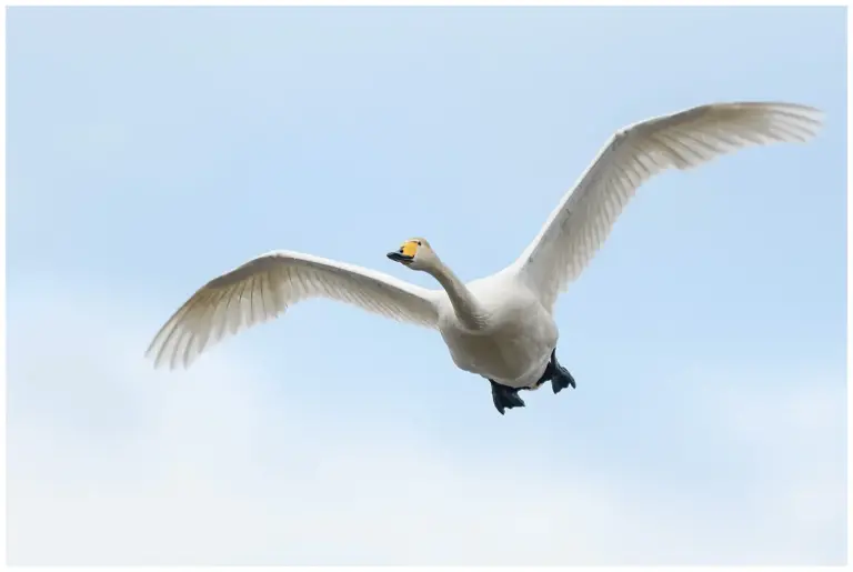 sångsvan - (whooper swan) - flyger