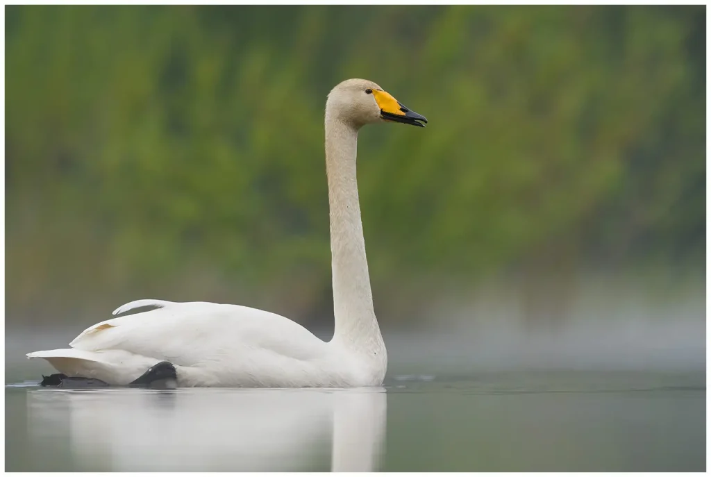 Sångsvan - Whooper Swan - simmar i en damm i lite morgondimma