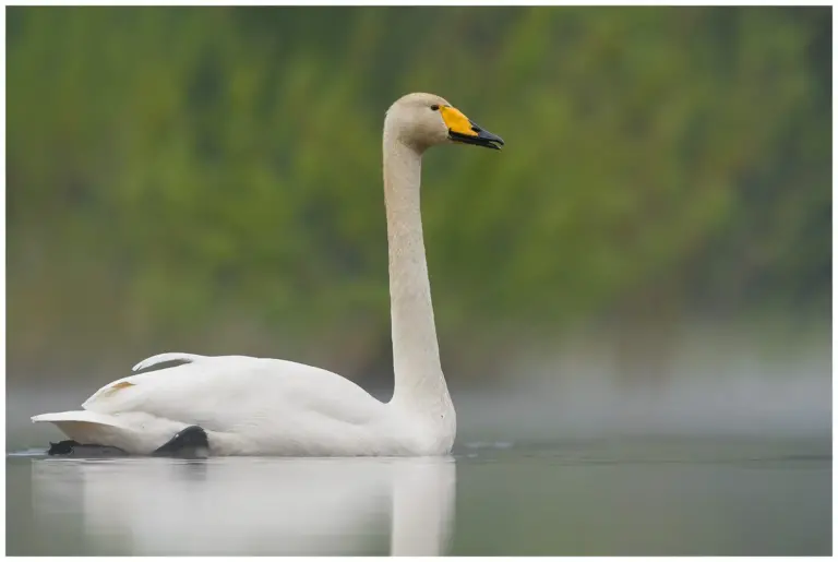 sångsvan - (whooper swan) - i dimma