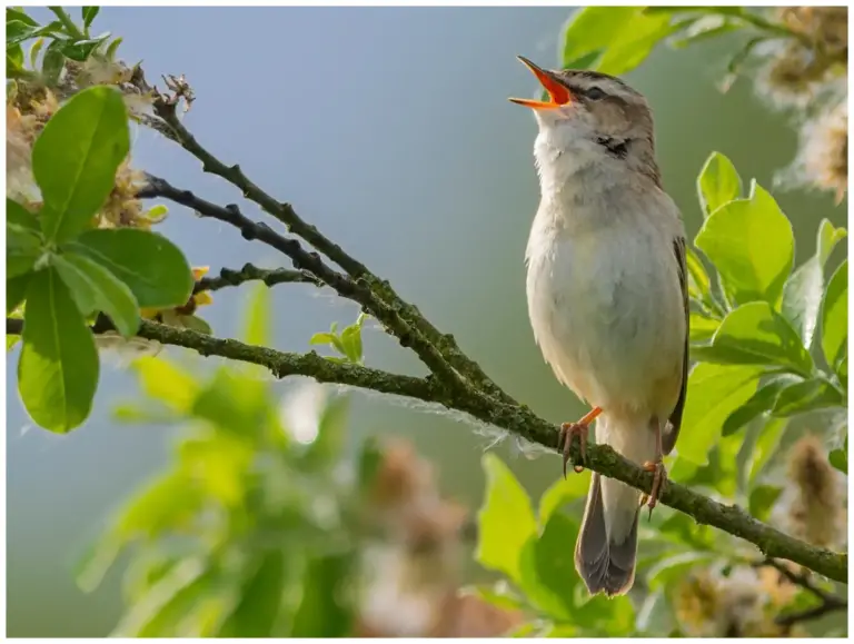 Sävsångare - Sedge Warbler