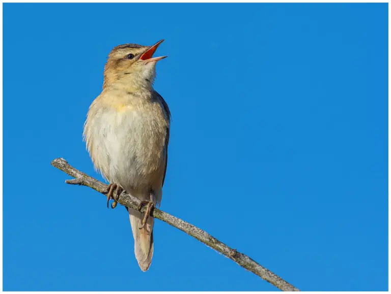 Sävsångare - Sedge Warbler