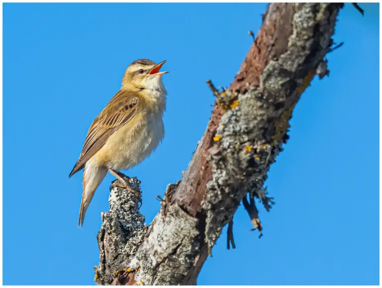 Sävsångare - Sedge Warbler