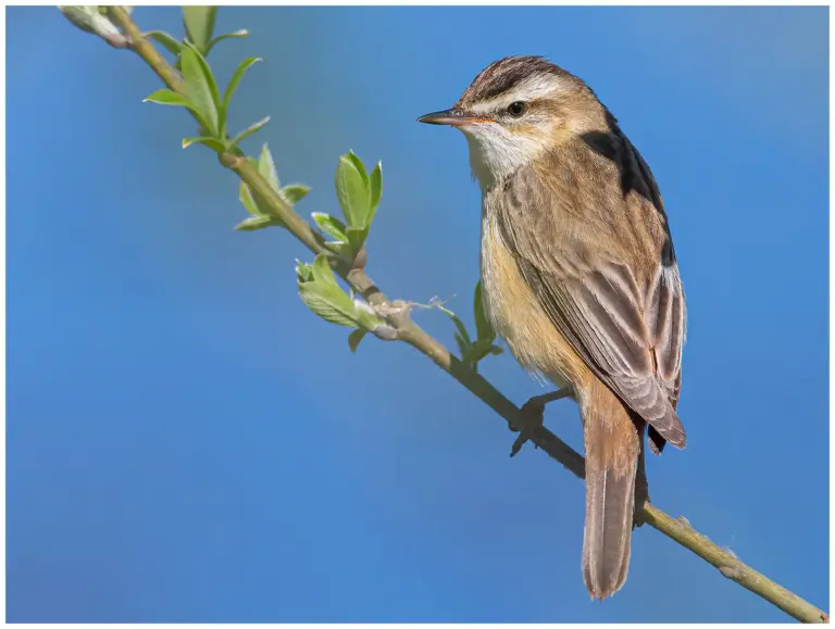 Sävsångare - Sedge Warbler