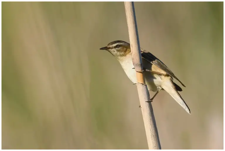 Sävsångare - Sedge Warbler