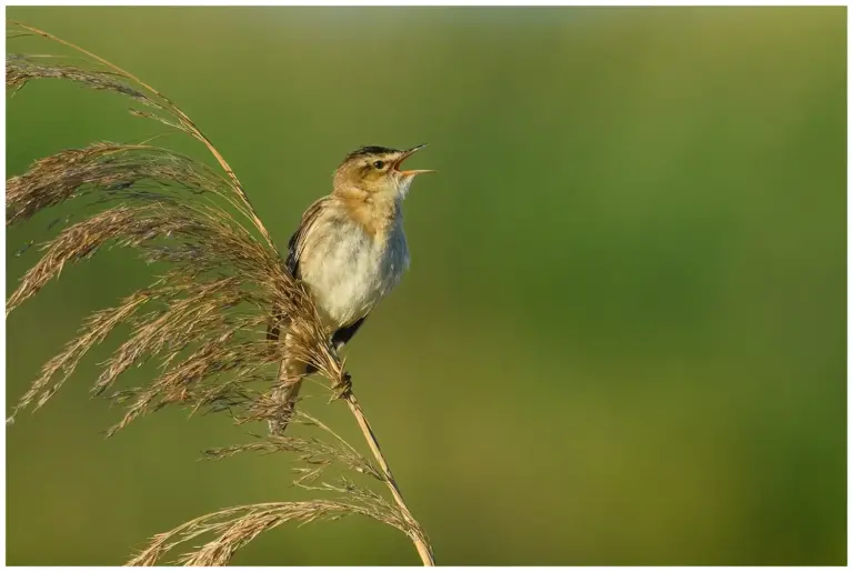 Sävsångare - Sedge Warbler