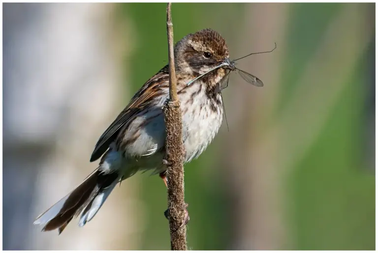 Sävsparv - (Common Reed Bunting) - hona med slända i näbben