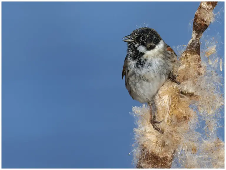 Sävsparv - (Common Reed Bunting) - hane