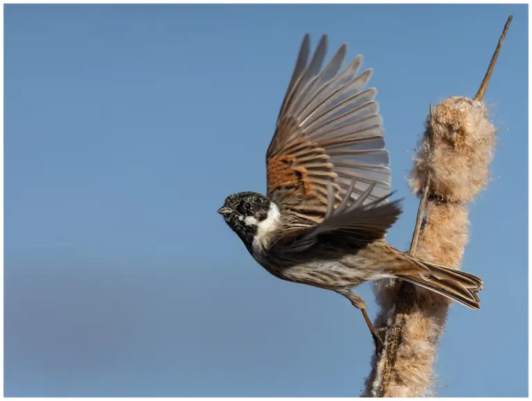 Sävsparv - (Common Reed Bunting) - hanne