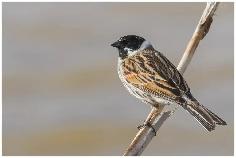 Sävsparv - Common Reed Bunting - hane