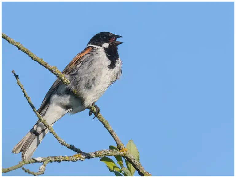 Sävsparv - Common Reed Bunting - hane sjunger