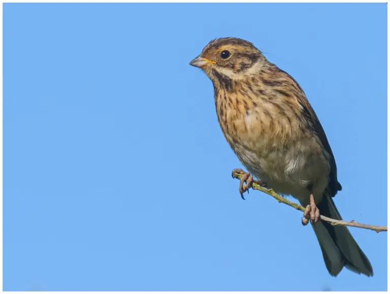 Sävsparv - (Common Reed Bunting)