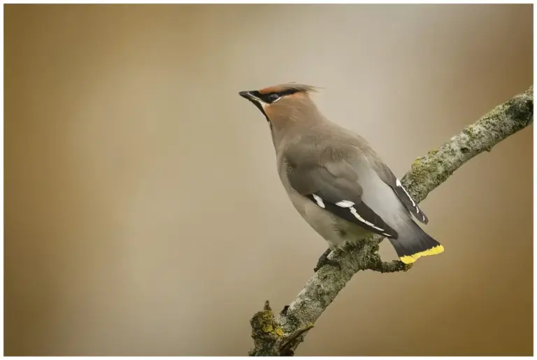 Sidensvans - Waxwing sitter på en gren