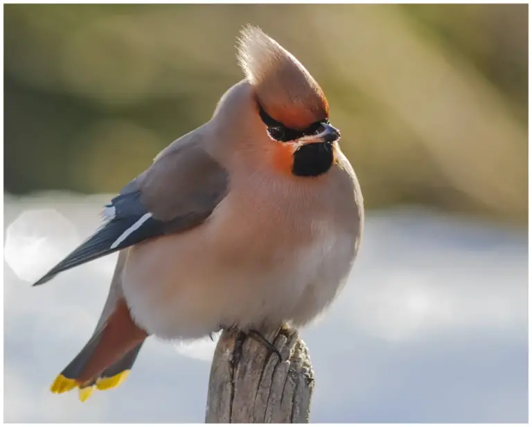 Sidensvans - Waxwing  framifrån och nära