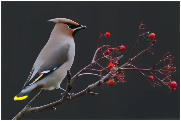 Sidensvans - Waxwing i profil med rönnbär