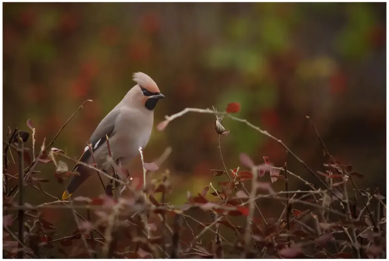 Sidensvans - Waxwing sitter i toppen på en buske