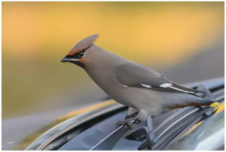 Sidensvans - Waxwing sitter på en bil