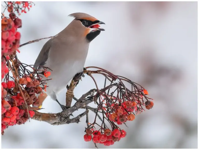 Sidensvans - Waxwing i vinterlandskap med rönnbär
