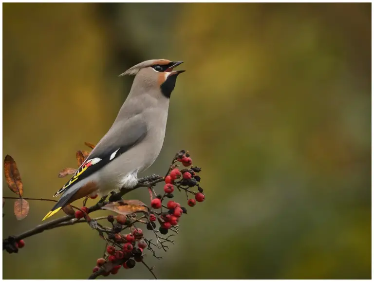 Sidensvans - Waxwing i rönnbärsträd