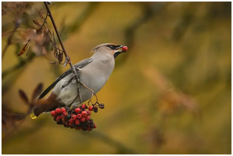 Sidensvans - Waxwing rönnbär i näbben med fina höstfärger i bakgrunden