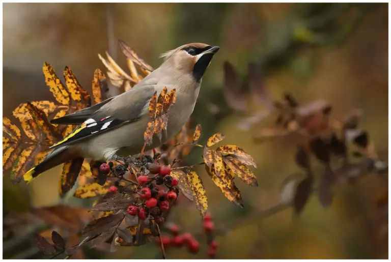 Sidensvans - Waxwing sitter bland rönnbärs blad och bär