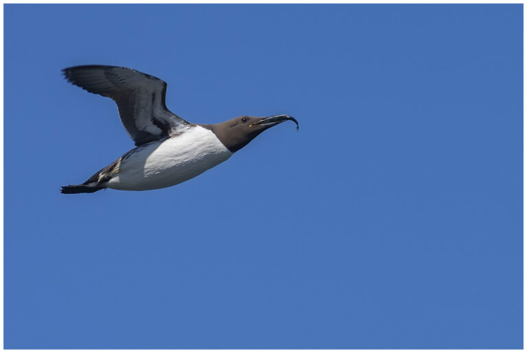 Sillgrissla - (Common Murre) - flyger med fisk i näbben