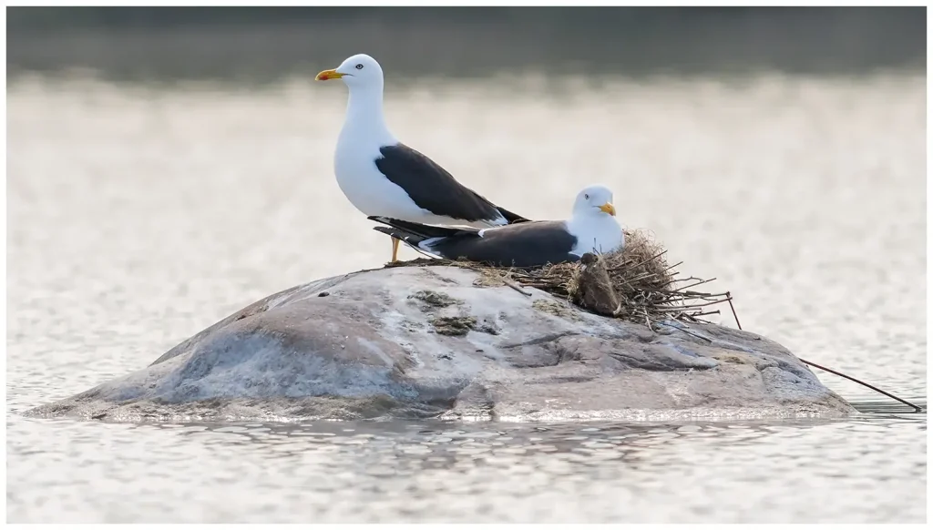 Silltrut - Lesser Black-backed Gull - ett par vid sitt bo på en sten i en damm