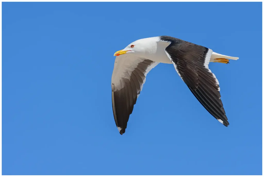 Silltrut - Lesser Black-backed Gull - flyger förbi åt vänster i bilden