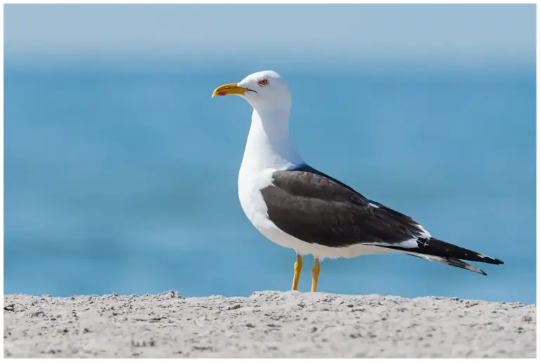 Silltrut - Lesser Black-backed Gull -  på stranden med vatten som bakgrund
