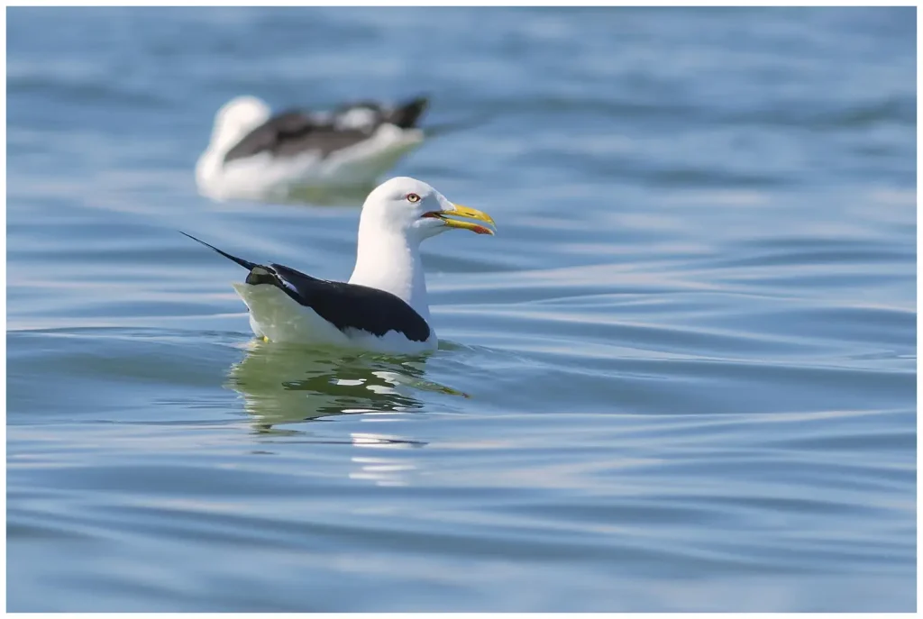 Silltrut - Lesser Black-backed Gull - simmar i vattnet med öppen näbb