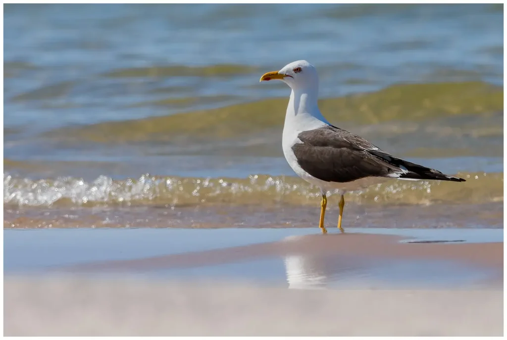 Silltrut - Lesser Black-backed Gull - står i profil på stranden och vatten i bakgrunden