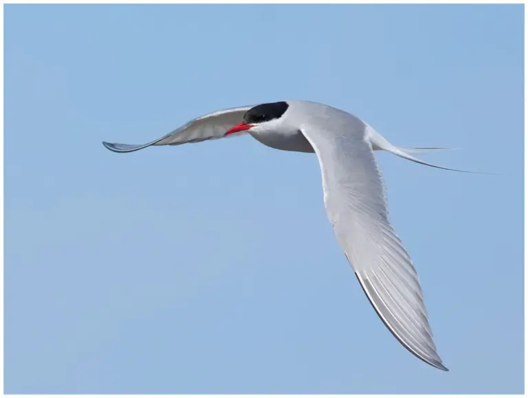 Silvertärna - (Arctic Tern)