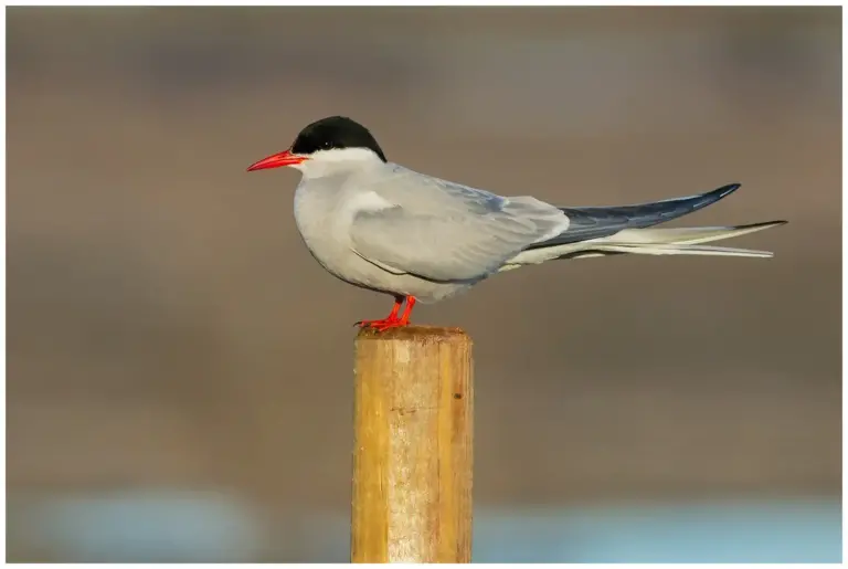 Silvertärna - (Arctic Tern)