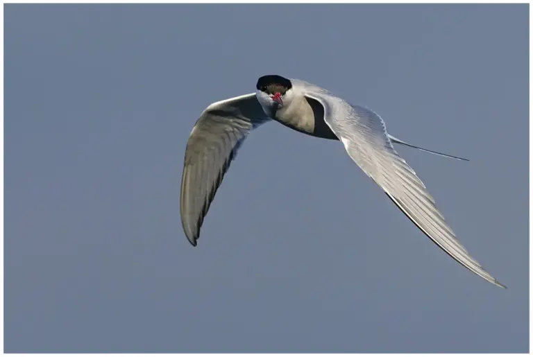 Silvertärna - (Arctic Tern)