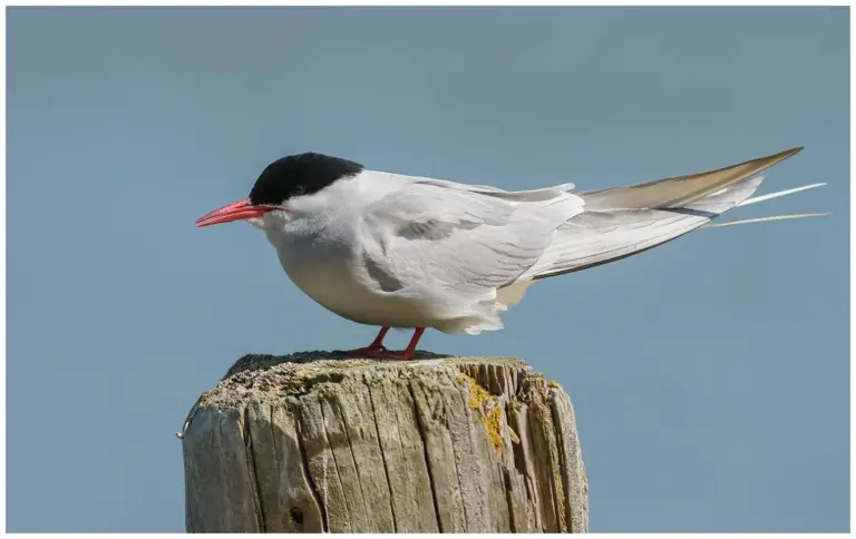 Silvertärna - (Arctic Tern)