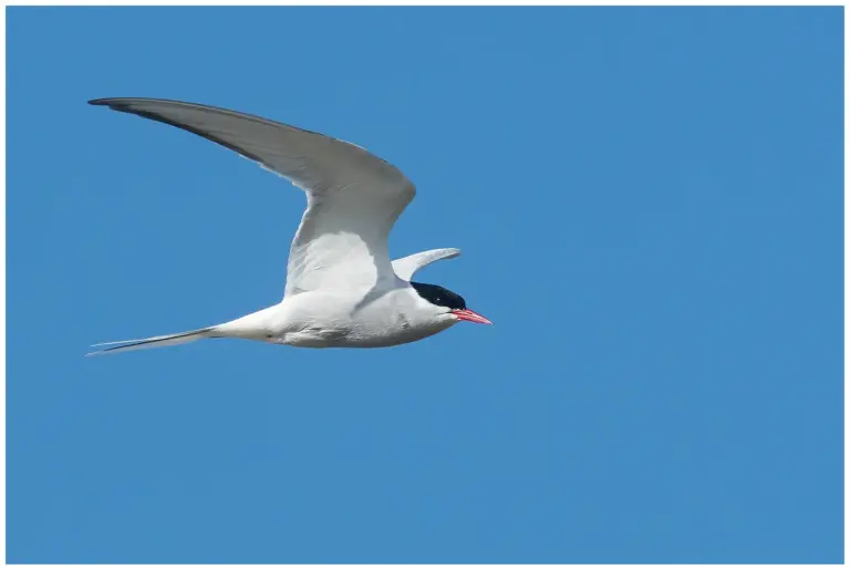 Silvertärna - (Arctic Tern) - flyger