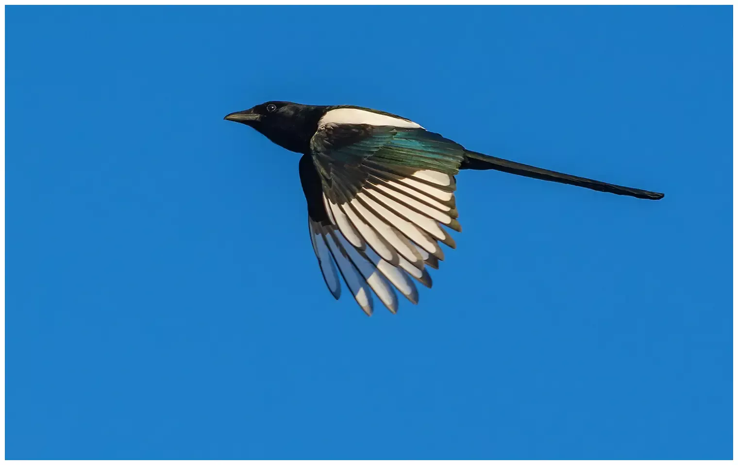 Skata - (Magpie) - flygande