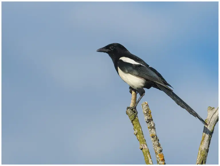 Skata - (Magpie) - i en trätopp