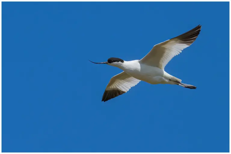 flygande skärfläcka och klarblå himmel