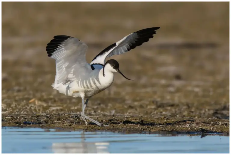 skärfläcka vid strandkanten med vingarna uppåt