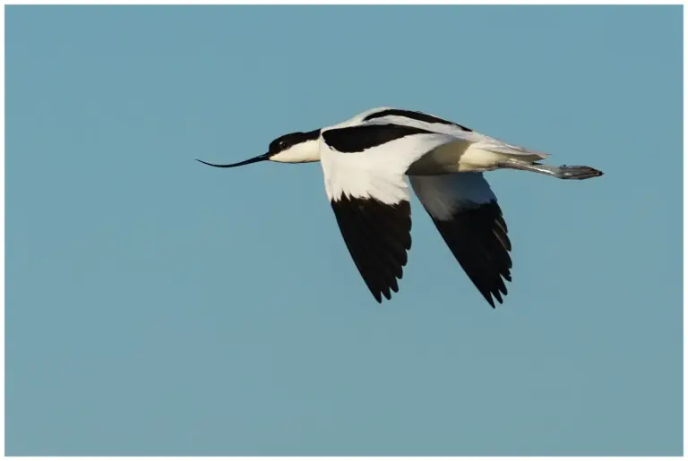 förbiflygande med en blå himmel