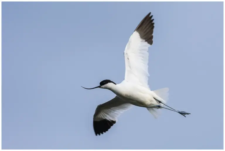 flyger förbi ganska nära mot en blå himmel