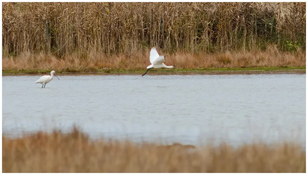 skedstork