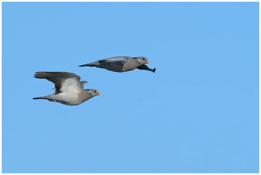2 stycken flygande skogsduvor som flyger åt höger i bild mot klarblå himmel