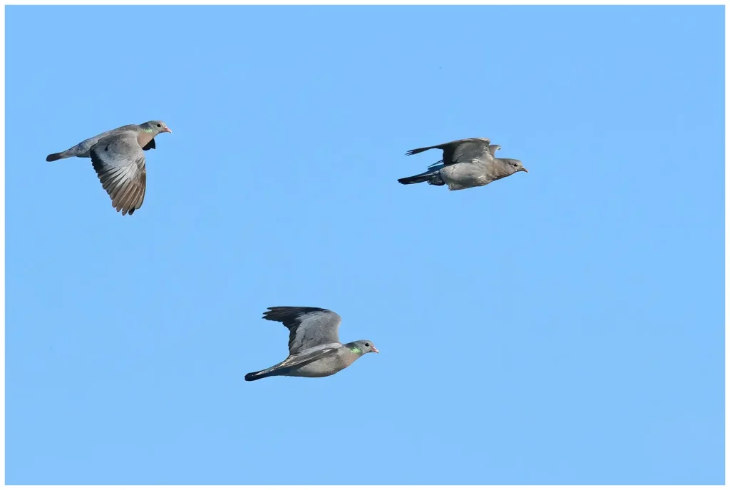 bild på 3 stycken skogsduvor som flyger, 2 vuxna och en ungfågel