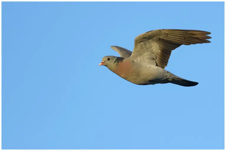 skogsduva flygande med blå himmel i bakgrunden